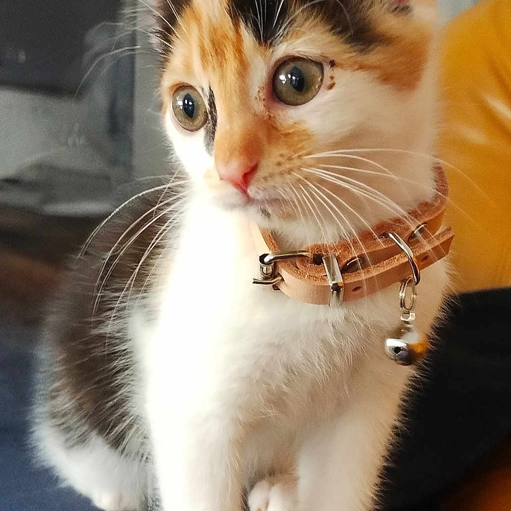 Abby participe au concours pour gagner de l'argent avec cette photo : alert, animal, bell, calico, cat, closeup, collar, curious, cute, domestic, feline, fur, indoor, kitten, paws, pet, small, soft_light, whiskers, young