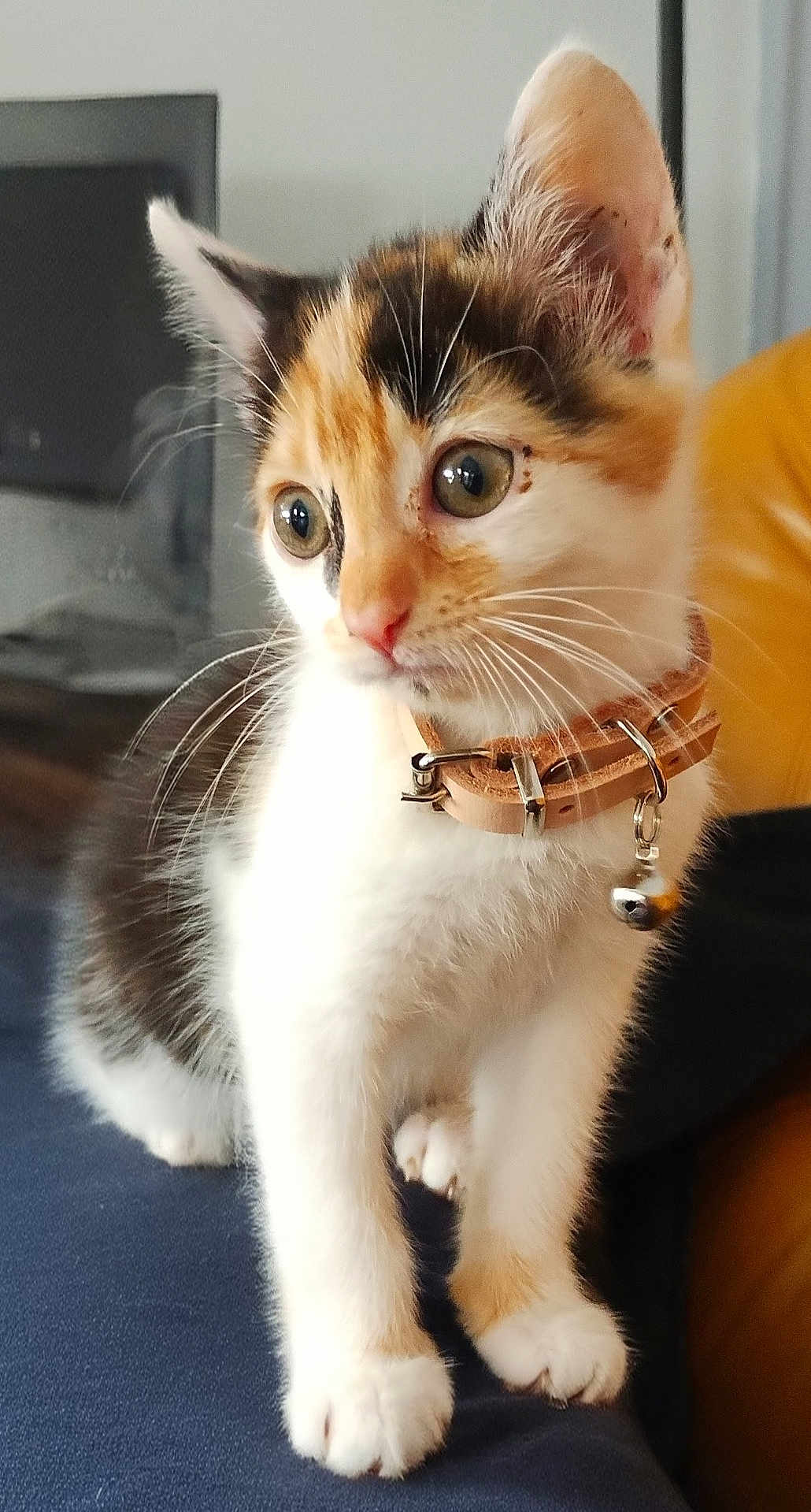 Abby participe au concours pour gagner de l'argent avec cette photo : kitten, cat, calico, pet, collar, bell, whiskers, indoor, feline, curious, small, young, fur, paws, closeup, domestic, animal, cute, alert, soft_light