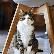 Wonka a rejoint le concours — aidez-le/la à gagner de superbes lots ! cat, tabby, white_paws, white_chest, green_eyes, sitting, indoor, wooden_chair, tile_floor, house, pet, feline, curious, looking_at_camera, domestic_animal, fur, whiskers, ears, quiet, relaxed