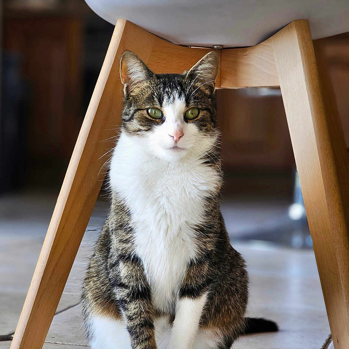 Wonka a rejoint le concours — aidez-le/la à gagner de superbes lots ! cat, curious, domestic_animal, ears, feline, fur, green_eyes, house, indoor, looking_at_camera, pet, quiet, relaxed, sitting, tabby, tile_floor, whiskers, white_chest, white_paws, wooden_chair