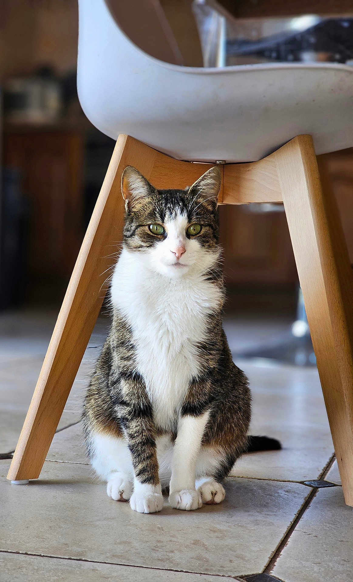 Wonka a rejoint le concours — aidez-le/la à gagner de superbes lots ! cat, tabby, white_paws, white_chest, green_eyes, sitting, indoor, wooden_chair, tile_floor, house, pet, feline, curious, looking_at_camera, domestic_animal, fur, whiskers, ears, quiet, relaxed