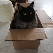 Ursula participe au concours pour gagner de l'argent avec cette photo : cat, cardboard_box, indoor, furniture, flooring, yellow_eyes, fluffy, pet, curious, cozy, black_cat, home, stool, blanket, wood_floor, domestic_animal, relaxed, box, animal, sitting