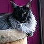 Ursula a rejoint le concours — aidez-le/la à gagner de superbes lots ! cat, fluffy, green_eyes, scratching_post, indoor, purple_curtain, pet, feline, closeup, portrait, long_hair, resting, window, domestic_animal, animal, cute, mammal, whiskers, ears, relaxed