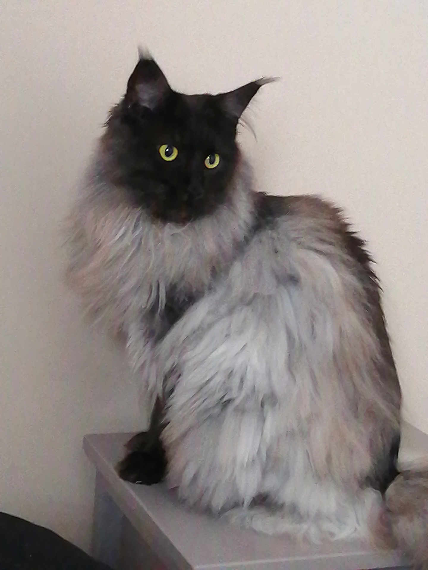 Ursula a rejoint le concours — aidez-le/la à gagner de superbes lots ! cat, long_hair, fluffy, feline, yellow_eyes, pet, indoor, sitting, fur, animal, portrait, domestic_animal, furry, looking_away, side_view, resting, quiet, calm, household, furniture