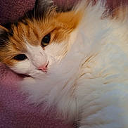 Anacrouze participe au concours pour gagner de l'argent avec cette photo : cat, calico, fluffy, closeup, pet, animal, sleepy, cozy, fur, whiskers, nose, face, relaxed, indoor, blanket, resting, cute, mammal, soft, pink_nose
