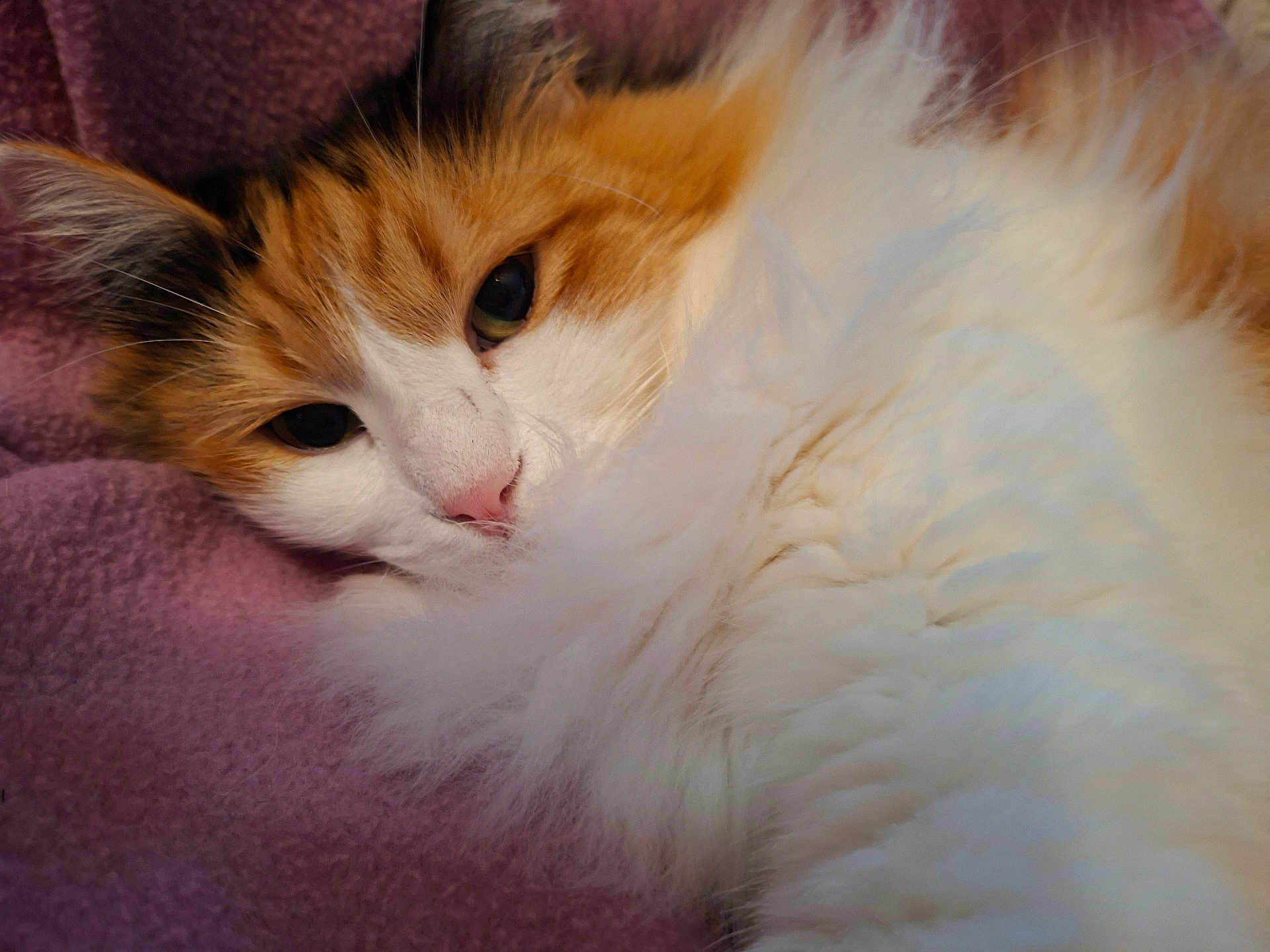 Anacrouze participe au concours pour gagner de l'argent avec cette photo : cat, calico, fluffy, closeup, pet, animal, sleepy, cozy, fur, whiskers, nose, face, relaxed, indoor, blanket, resting, cute, mammal, soft, pink_nose
