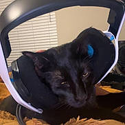 Drax is registered to the contest to win money with this photo: animal, black_cat, cat, close_up, cozy, cute, electronics, feline, fur, gaming_headset, headset, household, indoor, orange_blanket, pet, resting, sleepy, technology, unimpressed, window_blind
