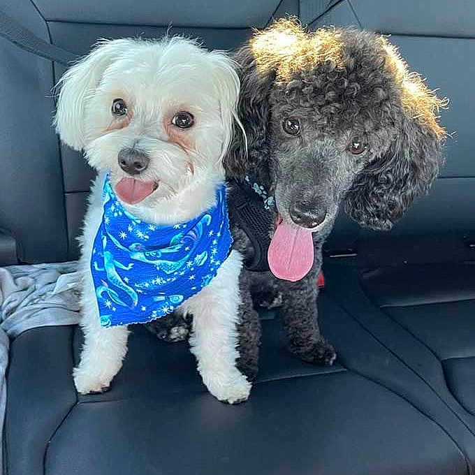 Abby And Jasper is registered to the contest to win money with this photo: animal, back_seat, black_poodle, blue_bandana, car_interior, companions, curly_fur, cute, dog, dogs, friendship, happy, indoor, leather_seat, pet, pets, sunlight, tongue_out, travel, white_dog