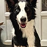 dog, border_collie, black_and_white, pet, animal, portrait, sitting, smiling, open_mouth, floppy_ears, long_fur, fur, brown_eye, blue_eye, nose, indoors, home, tile_floor, door, happy