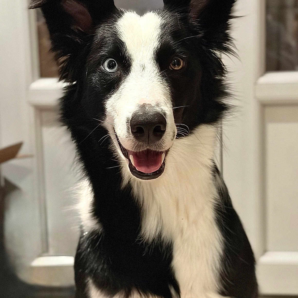 Stella a rejoint le concours — aidez-le/la à gagner de superbes lots ! dog, border_collie, black_and_white, pet, animal, portrait, sitting, smiling, open_mouth, floppy_ears, long_fur, fur, brown_eye, blue_eye, nose, indoors, home, tile_floor, door, happy