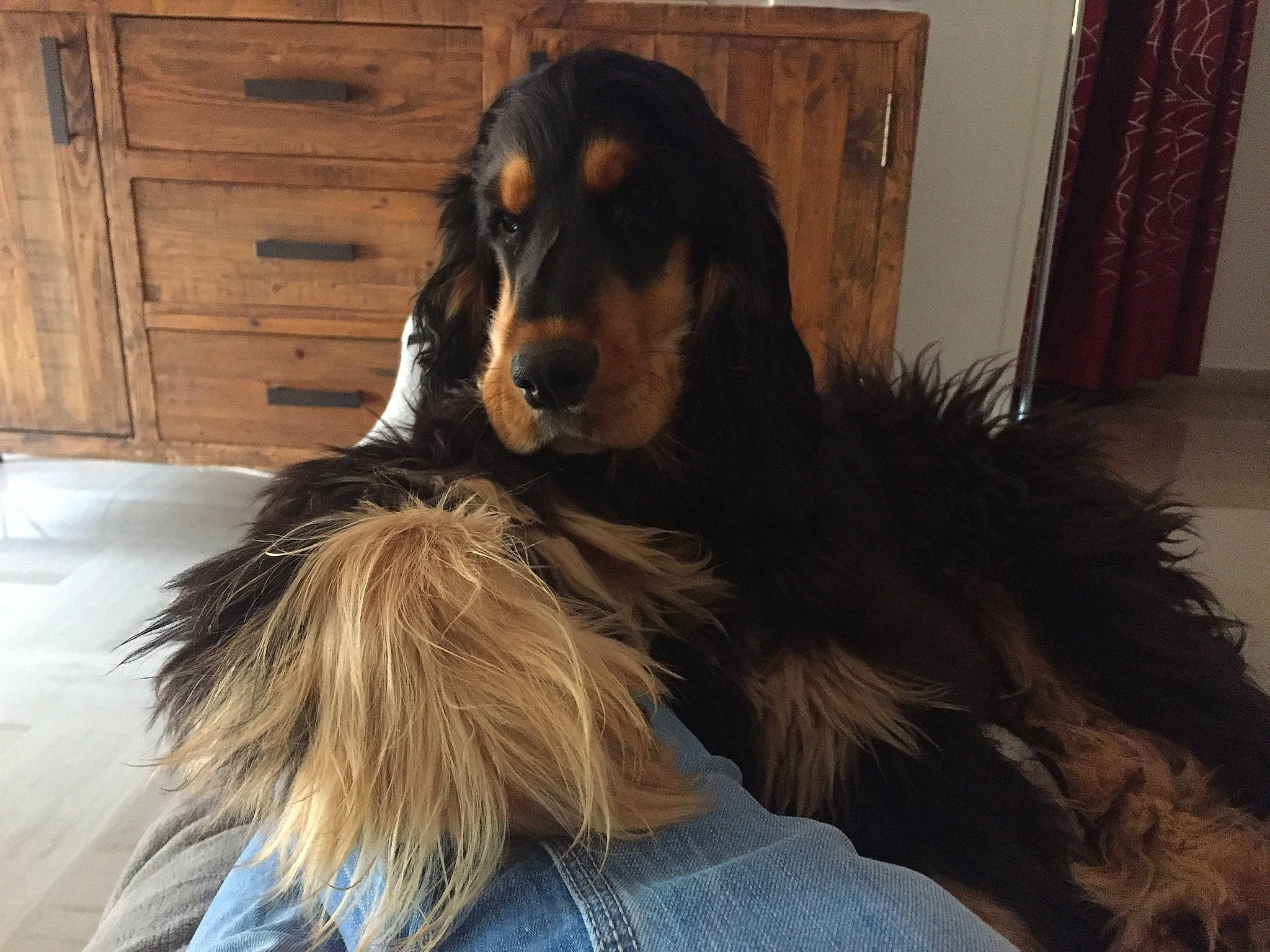 Optimus participe au concours pour gagner de l'argent avec cette photo : cabinetry, canidae, carnivore, companion_dog, dog, dog_breed, drawer, fur, giant_dog_breed, hardwood, liver, natural_material, snout, sporting_group, terrestrial_animal, wood, working_animal, working_dog