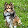 dog, shetland_sheepdog, grass, outdoor, nature, pet, animal, fur, canine, greenery, meadow, fluffy, portrait, mammal, field, eyes, ears, sitting, cute, wildlife