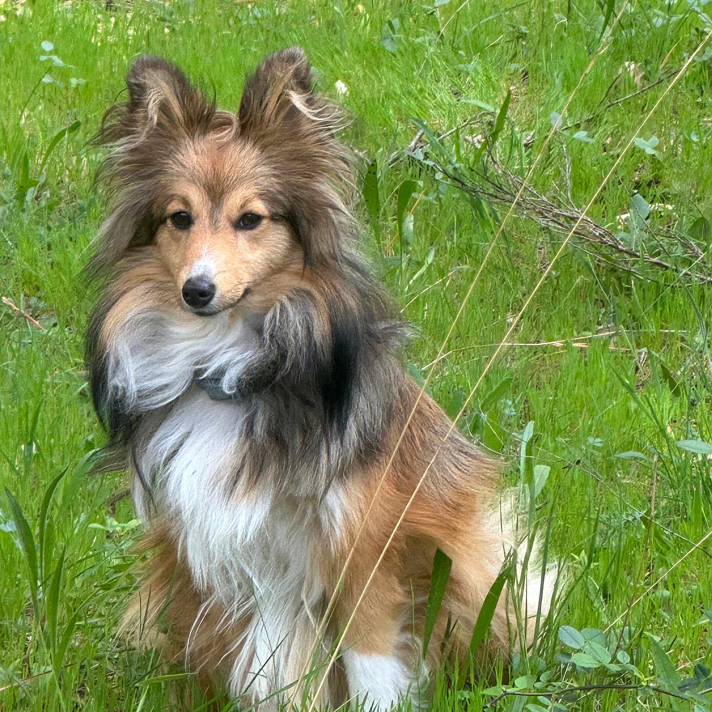 Ava a rejoint le concours — aidez-le/la à gagner de superbes lots ! dog, shetland_sheepdog, grass, outdoor, nature, pet, animal, fur, canine, greenery, meadow, fluffy, portrait, mammal, field, eyes, ears, sitting, cute, wildlife