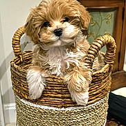 Ellie Mae joined the competition — help win amazing prizes! puppy, dog, basket, cute, fluffy, indoor, pet, fur, animal, woven_basket, carpet, wooden_cabinet, curious, small, domestic_animal, sitting, adorable, young_dog, cozy, home