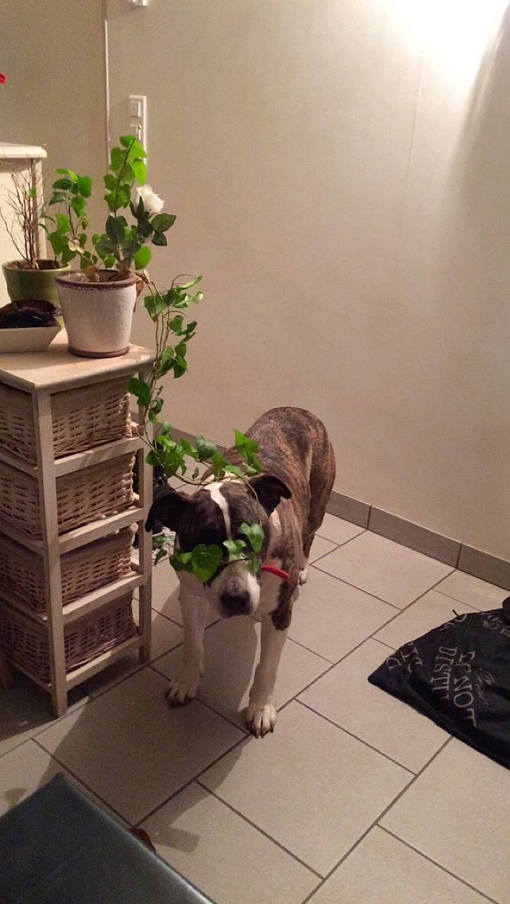 Zack participe au concours pour gagner de l'argent avec cette photo : boston_terrier, canidae, carnivore, dog, dog_breed, fawn, floor, flooring, hardwood, houseplant, interior_design, italian_greyhound, non_sporting_group, plant, room, sporting_group, tile, whippet