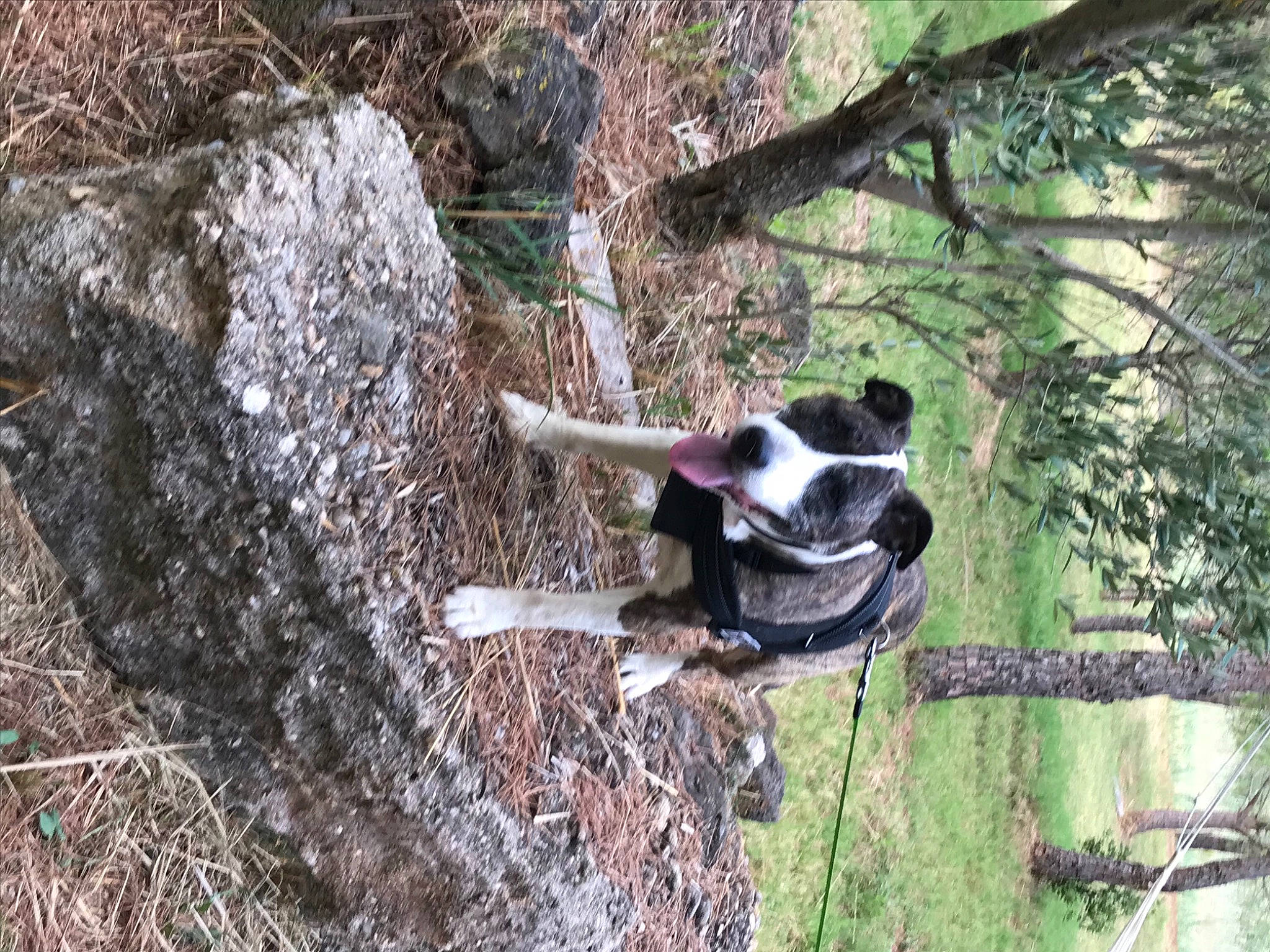Zack a rejoint le concours — aidez-le/la à gagner de superbes lots ! adventure, border_collie, canidae, carnivore, dog, dog_breed, hunting_dog, sporting_group, stabyhoun