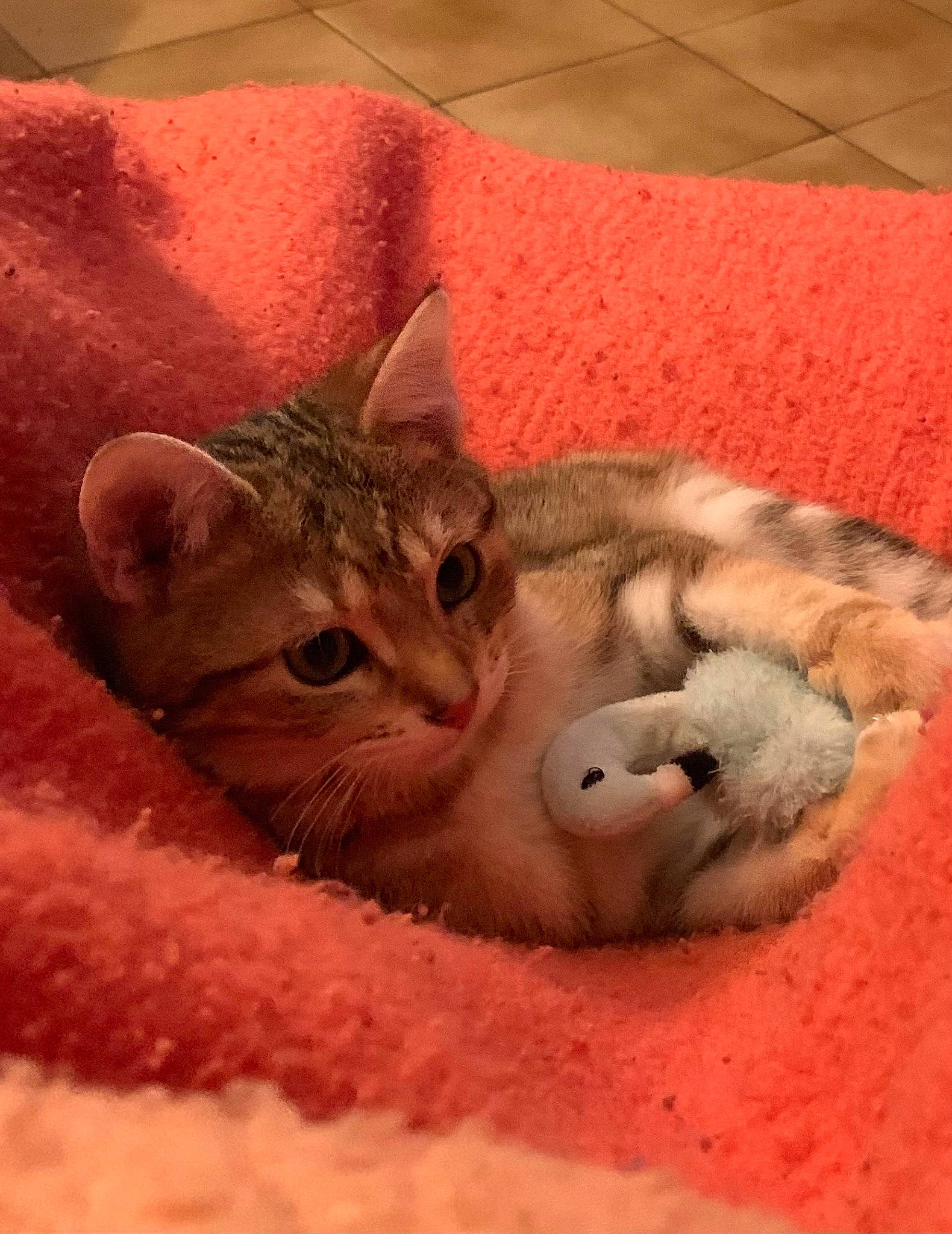 Tigrou a rejoint le concours — aidez-le/la à gagner de superbes lots ! carnivore, cat, cat_bed, cat_supply, claw, comfort, domestic_short_haired_cat, fawn, felidae, fur, mammal, nap, paw, sand, small_to_medium_sized_cats, snout, tail, vertebrate, whiskers