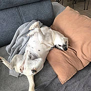 Naya participe au concours pour gagner de l'argent avec cette photo : blanket, canine, couch, cute, dog, floor_tiles, four_legs, funny_pose, furniture, gray_couch, home_interior, indoor, lying_down, pet, pillow, relaxing, resting, tail, toothy_grin, white_dog