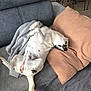 blanket, canine, couch, cute, dog, floor_tiles, four_legs, funny_pose, furniture, gray_couch, home_interior, indoor, lying_down, pet, pillow, relaxing, resting, tail, toothy_grin, white_dog