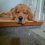Levi joined the competition — help win amazing prizes! dog, golden_retriever, pet, sleepy, resting, indoor, stairs, carpet, wooden_step, animal, canine, fur, paw, nose, closeup, relaxation, home, domestic, laying, cute