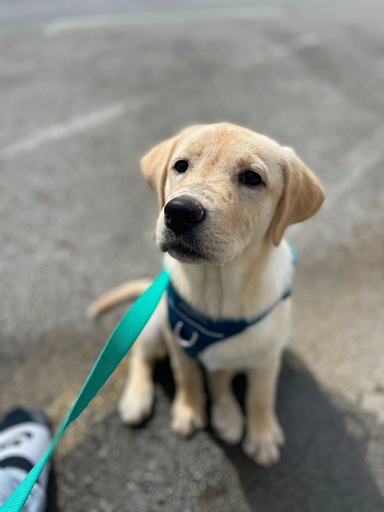 Shandy joined the competition — help win amazing prizes! canidae, carnivore, collar, companion_dog, dog, dog_breed, dog_collar, dog_supply, fawn, fur, labrador_retriever, leash, mammal, paw, pet_supply, road_surface, tail, vertebrate, whiskers, working_animal