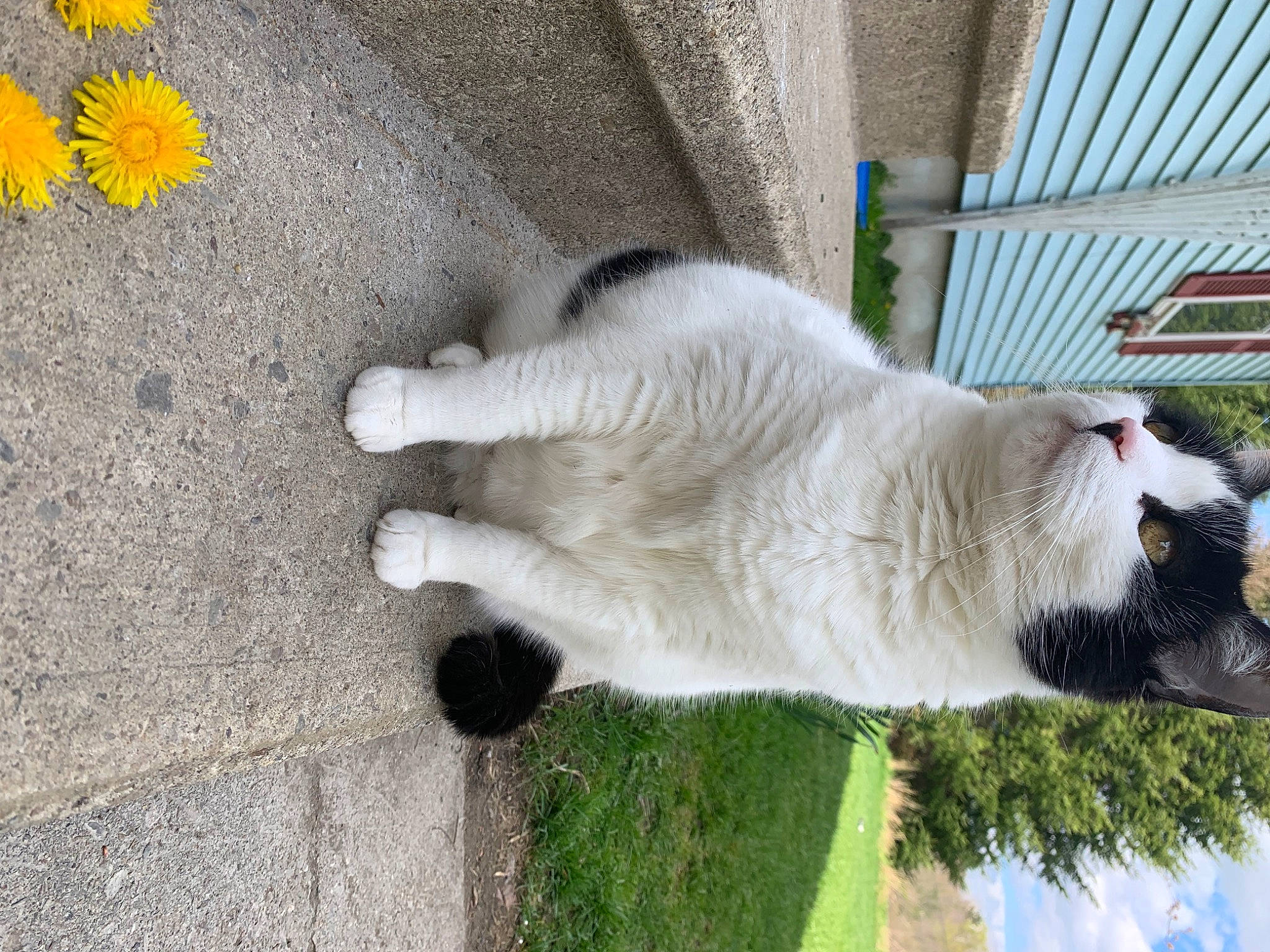 Miley joined the competition — help win amazing prizes! canidae, carnivore, cat, domestic_short_haired_cat, felidae, flower, fur, grass, line, petal, plant, sidewalk, small_to_medium_sized_cats, snout, tail, terrestrial_animal, tree, water, whiskers, wood