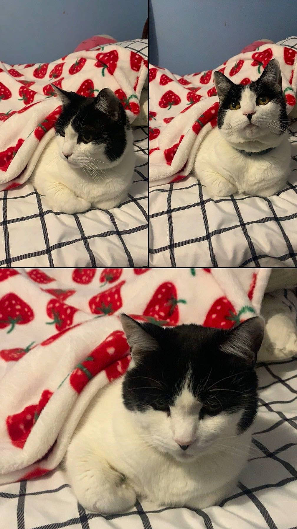 Miley joined the competition — help win amazing prizes! black, carmine, carnivore, cat, cat_supply, comfort, domestic_short_haired_cat, felidae, flooring, fur, linens, mammal, pattern, small_to_medium_sized_cats, snapshot, tail, textile, vertebrate, whiskers, white