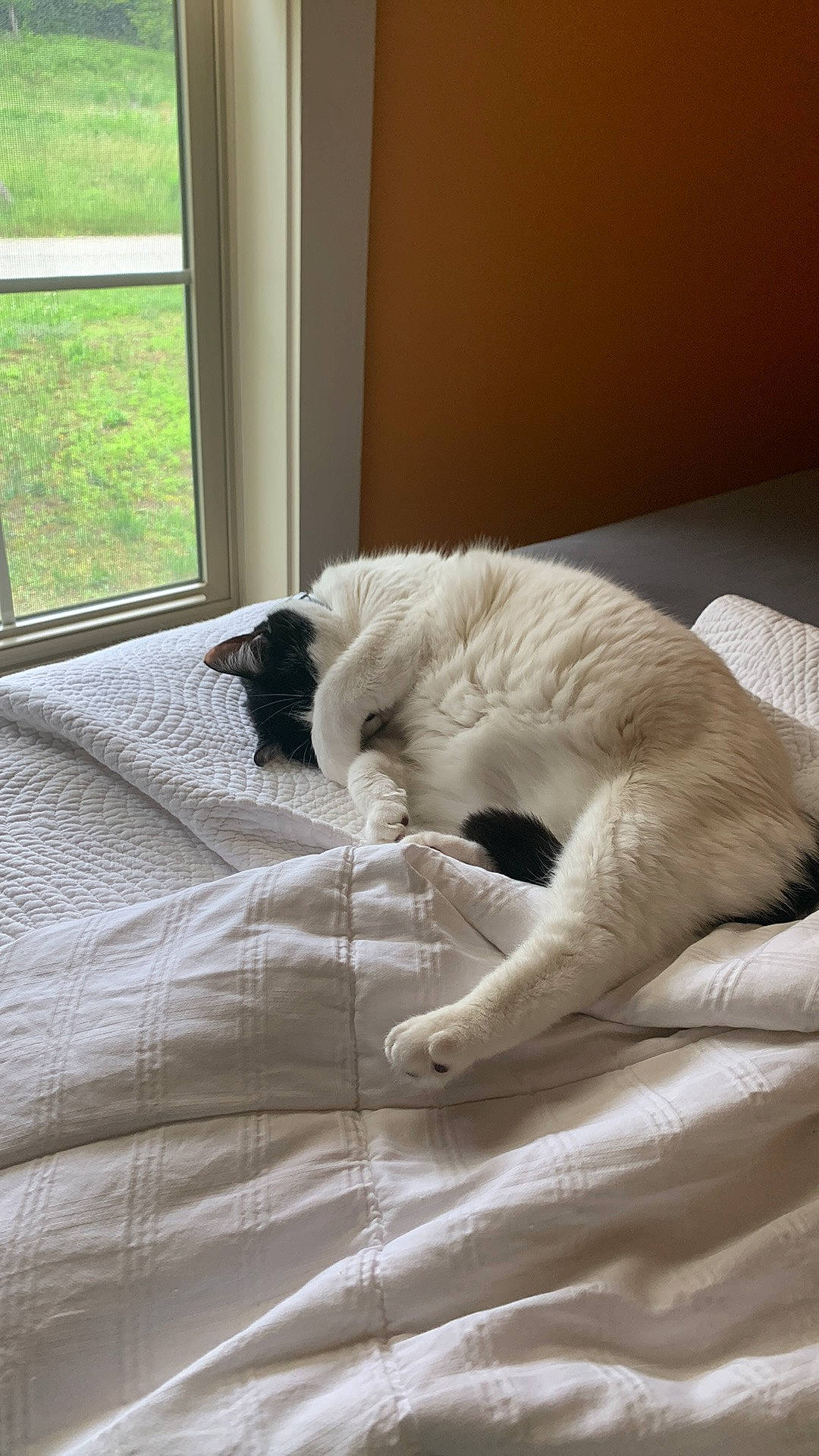 Miley is registered to the contest to win money with this photo: bed, bedding, bedroom, carnivore, comfort, companion_dog, dog, dog_breed, fawn, felidae, flooring, hardwood, linens, room, small_to_medium_sized_cats, tail, tints_and_shades, whiskers, window, wood