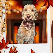 Romy is registered to the contest to win money with this photo: dog, bandana, curly_fur, portrait, autumn, leaves, orange, frame, fireplace, cozy, decor, warm, indoor, pet, animal, cute, brown, fur, sitting, holiday