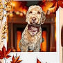 dog, bandana, curly_fur, portrait, autumn, leaves, orange, frame, fireplace, cozy, decor, warm, indoor, pet, animal, cute, brown, fur, sitting, holiday