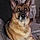 Ziva