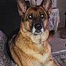 dog, german_shepherd, pet, canine, sitting, portrait, indoors, couch, blanket, floral_pattern, collar, tags, large_ears, brown_fur, black_mask, alert, flash_photography, living_room, home, animal