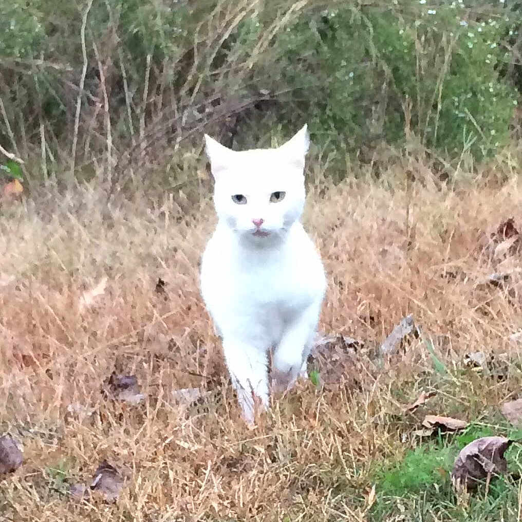 Mis Kitty is registered to the contest to win money with this photo:
