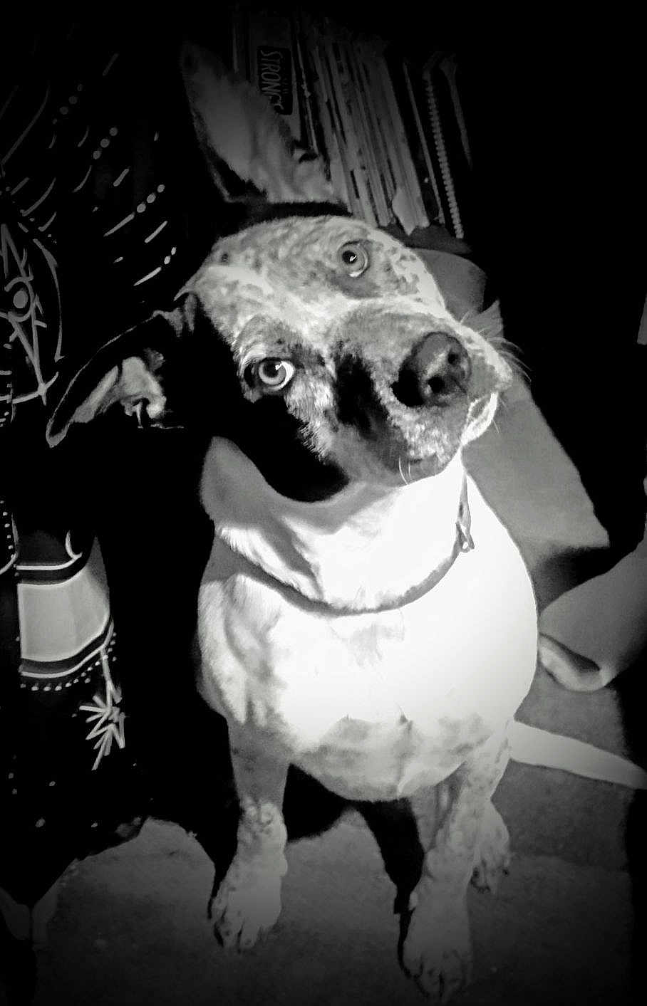 Dook joined the competition — help win amazing prizes! animal, black_and_white, books, canine, carpet, collar, curious, dog, domestic, ears, eyes, furniture, head_tilt, indoor, pet, portrait, shadow, sitting, snout, spot