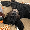 dog, black_dog, plush_toy, bone, carpet, pet, lying_down, upside_down, cute, fluffy, indoor, animal, playful, toy, fur, relaxed, canine, home, companion, pet_toy