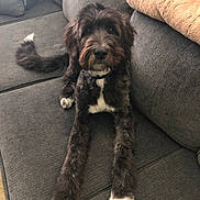 Rufus is registered to the contest to win money with this photo: dog, couch, pet, black_and_white, fur, long_legs, indoor, cozy, relaxed, curious, animal, mammal, home, pillow, furniture, cute, companion, laying_down, friendly, domestic