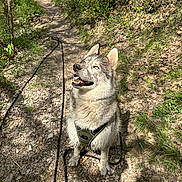 Balto a rejoint le concours — aidez-le/la à gagner de superbes lots ! animal, blue_eyes, canine, daylight, dog, forest, fur, greenery, happy, harness, leash, nature, outdoor, path, pet, rocks, sitting, sunlight, trail, wilderness