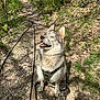 animal, blue_eyes, canine, daylight, dog, forest, fur, greenery, happy, harness, leash, nature, outdoor, path, pet, rocks, sitting, sunlight, trail, wilderness