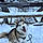 Balto