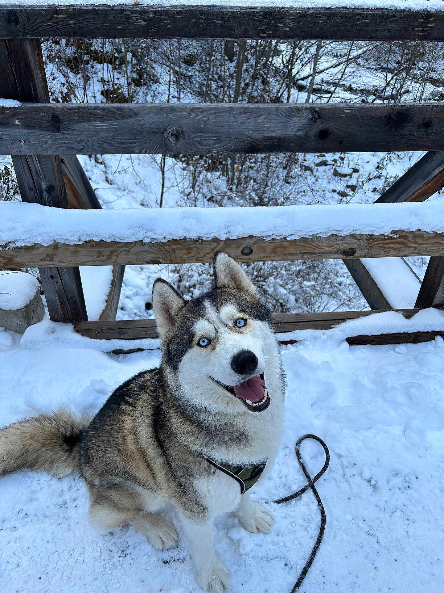 Balto