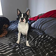 Rocco Taco joined the competition — help win amazing prizes! bed, bedroom, black_and_white, blanket, boston_terrier, comforter, cute, dog, ears, eyes, front_legs, human, indoor, nightstand, person_partial, pet, pillow, portrait, sitting, striped_bedding