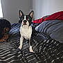 bed, bedroom, black_and_white, blanket, boston_terrier, comforter, cute, dog, ears, eyes, front_legs, human, indoor, nightstand, person_partial, pet, pillow, portrait, sitting, striped_bedding