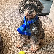 Josh joined the competition — help win amazing prizes! adorable, alert, animal, blue_scarf, carpet, companion, cozy, curly_fur, cute, dog, fur, indoor, living_room, pet, playful, scarf, sitting, small_dog, tennis_ball, toy