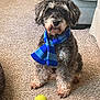 adorable, alert, animal, blue_scarf, carpet, companion, cozy, curly_fur, cute, dog, fur, indoor, living_room, pet, playful, scarf, sitting, small_dog, tennis_ball, toy