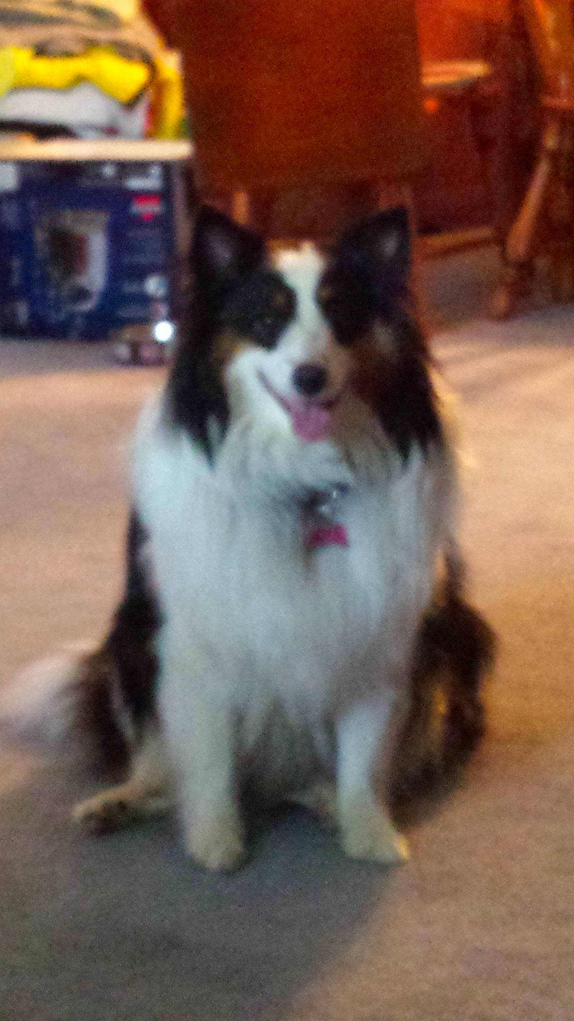 Baylee is registered to the contest to win money with this photo: australian_shepherd, border_collie, canidae, carnivore, companion_dog, dog, dog_breed, mammal, papillon, shetland_sheepdog, sporting_group, vertebrate