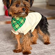 Poppy Rae is registered to the contest to win money with this photo: dog, small_dog, yorkie, pet, bandana, sweater, fur, ears, eyes, nose, portrait, standing, indoor, rug, home_interior, closeup, stylish, cute, blurry_background, domestic_animal