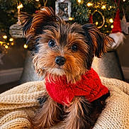 Poppy Rae is registered to the contest to win money with this photo: dog, puppy, yorkshire_terrier, small_dog, red_sweater, sweater, christmas_tree, holiday_lights, ornament, cozy_blanket, knitted_blanket, festive, cute, pet_portrait, close_up, indoor, fur, big_eyes, sitting, christmas_decor