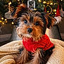 dog, puppy, yorkshire_terrier, small_dog, red_sweater, sweater, christmas_tree, holiday_lights, ornament, cozy_blanket, knitted_blanket, festive, cute, pet_portrait, close_up, indoor, fur, big_eyes, sitting, christmas_decor