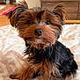 dog, yorkshire_terrier, pet, portrait, close_up, bed, blanket, indoor, furniture, dresser, fan, vase, framed_photo, cute, fluffy, brown_black_fur, staring, nose, ears, small_breed