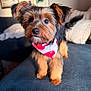 Poppy Rae is registered to the contest to win money with this photo: dog, puppy, yorkshire_terrier, bandana, pet, close_up, indoors, couch, pillow, portrait, furry, big_eyes, nose, paws, small_dog, sitting, home, looking_up, whiskers, cute